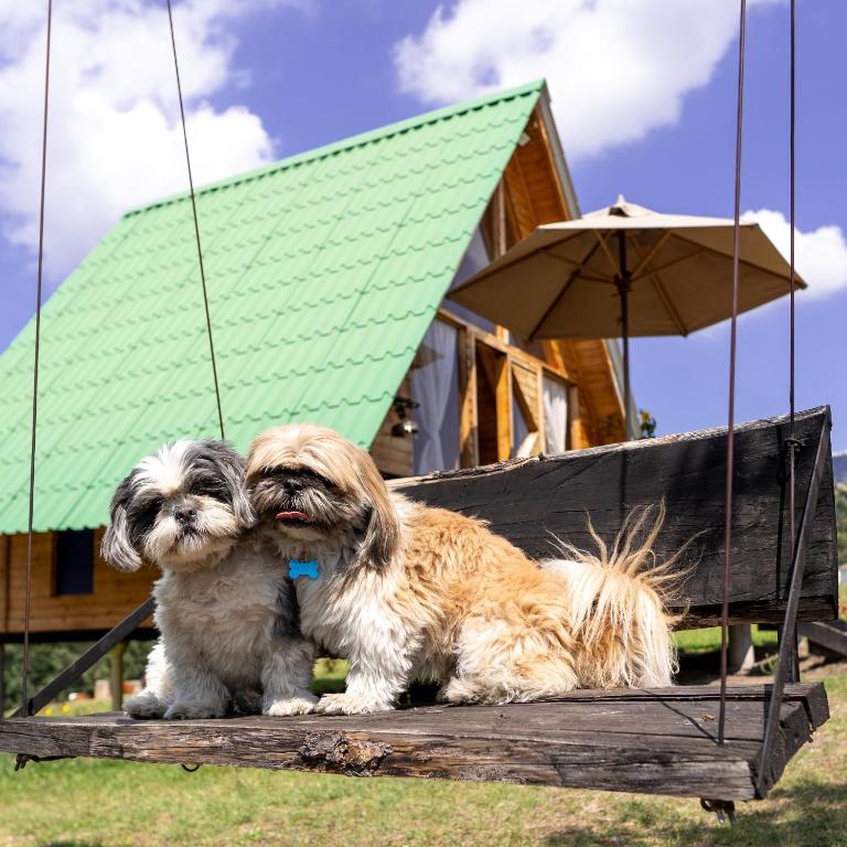Domácí mazlíčci ubytovaní s hosty v ubytování Glamping las 4 estaciones