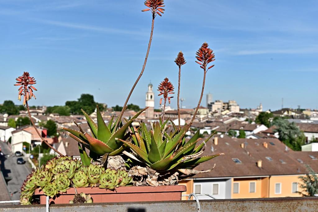 a bunch of plants sitting on top of a building at Piccolo paradiso in Viadana