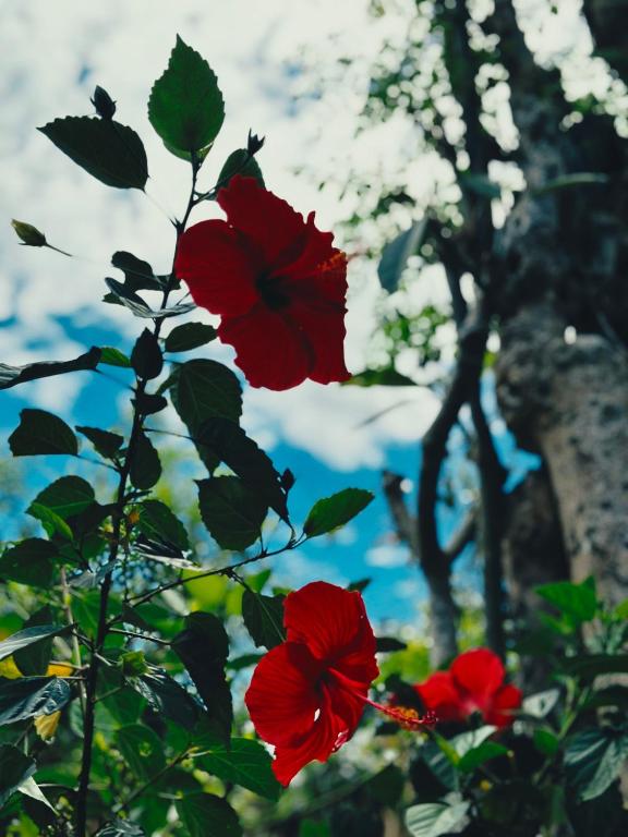 Made Putu homestay - 18