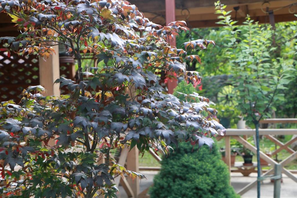 Zahrada ubytování Guesthouse Edena
