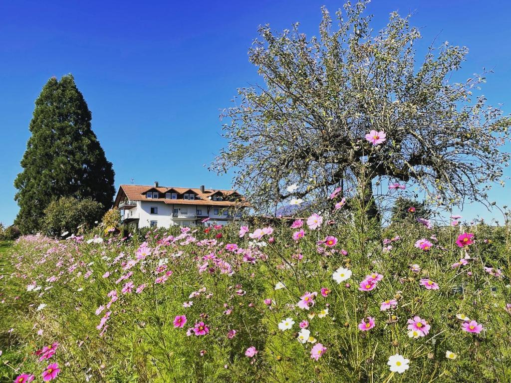 a field of flowers in front of a house at Hofgut Bergchalet Mirabell - Natururlaub am Bodensee in Friedrichshafen