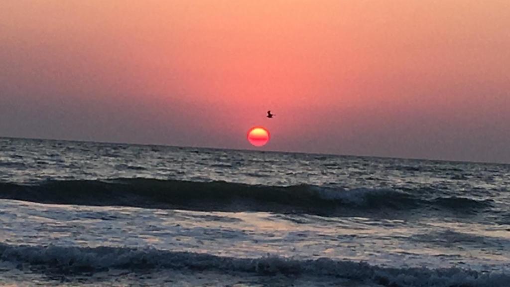 a bird flying over the ocean at sunset at Lala's sweet nest by the sea side in Neptun