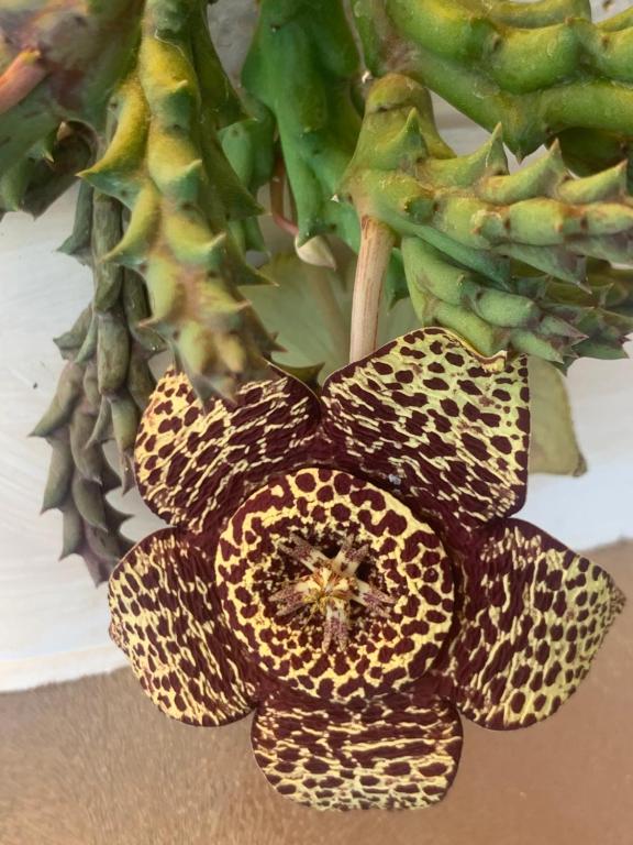 a close up of a flower on a plant at A Casa do Lagar in Azeitao