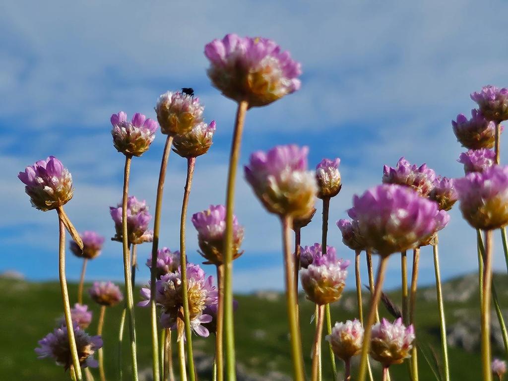 Fotografie z fotogalerie ubytování GITE LE BELVEDERE AU REFUGE DU PHOENIX, ECHEVIS v destinaci Échevis
