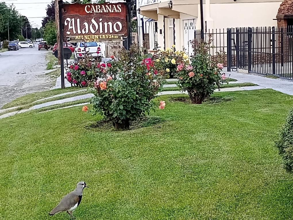 Zahrada ubytování Aladino cabañas