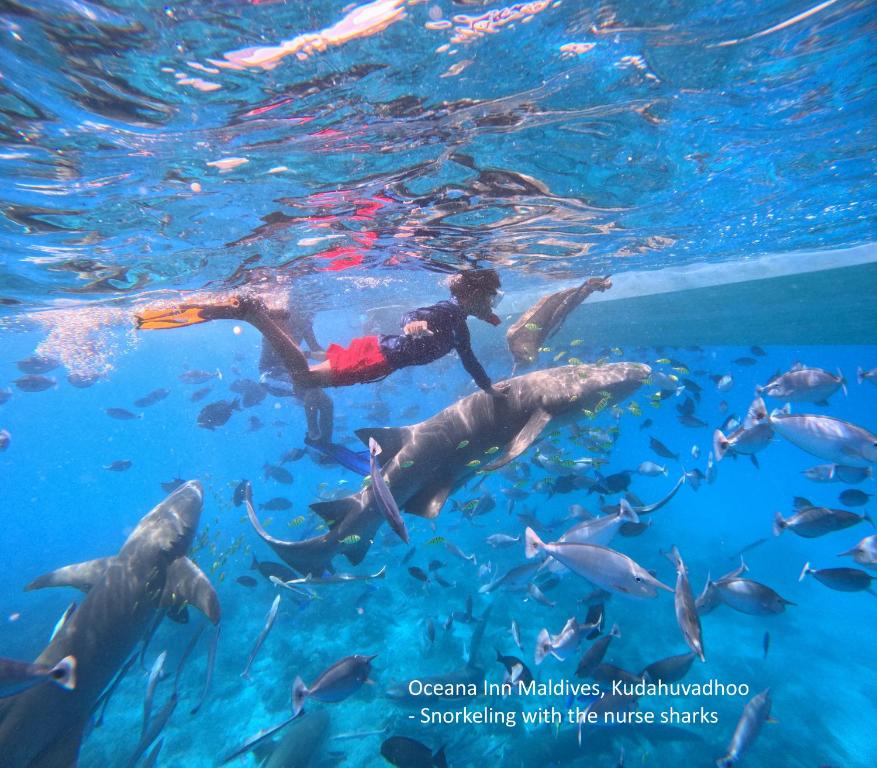 eine Person im Wasser mit einer Delphingruppe in der Unterkunft Oceana Inn Maldives in Kudahuvadhoo