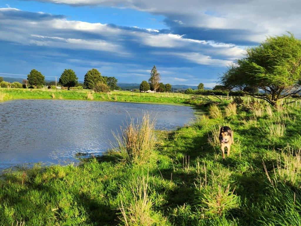 pies stojący w trawie obok rzeki w obiekcie Taratahi Escape w mieście Clareville