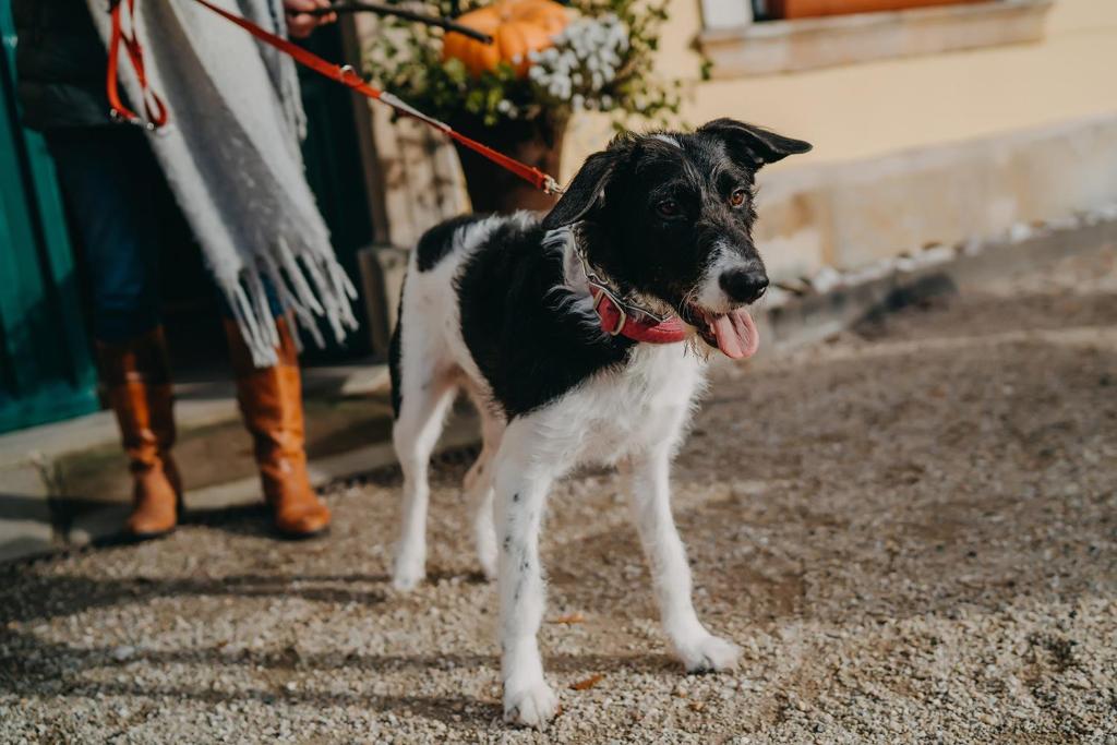 Pałac Łomnica Karkonosze - Schloss Lomnitz Riesengebirge - 12