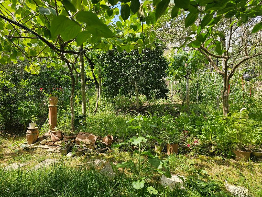 Κήπος έξω από το Cheap'n cosy