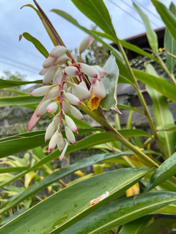 a bunch of white flowers on a green plant at 檸檬草ー奄美の自然の香る宿ー in Amami