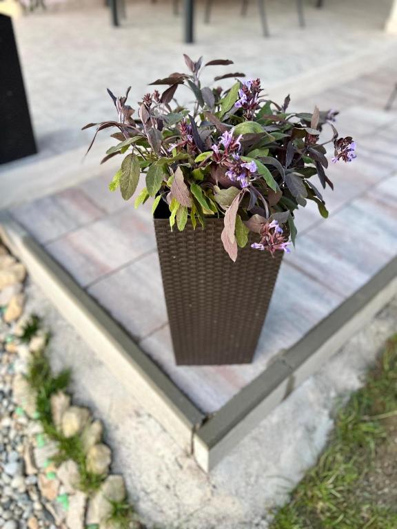 Vonkajšia záhrada v ubytovaní Villa El Istria