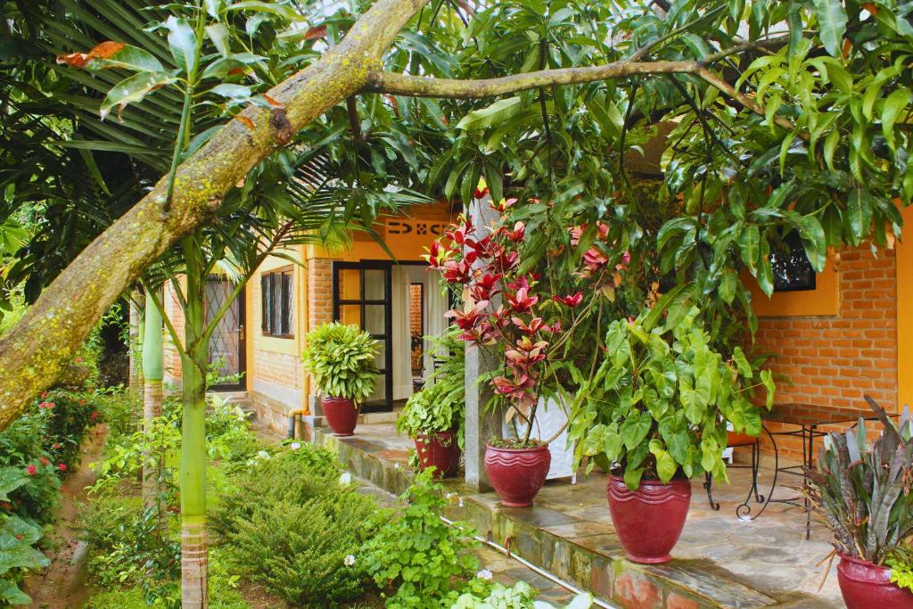 キガリにあるSalama Village Kigaliの鉢植えの集団