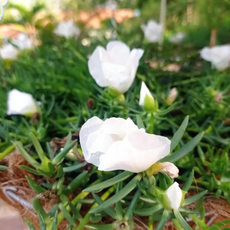 Zahrada ubytování Cabaña Villa Esperanza