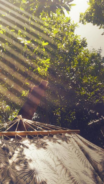 un gros plan d'un toit avec des arbres en arrière-plan dans l'établissement Maison bois 6pers Biscarrosse, à Biscarrosse