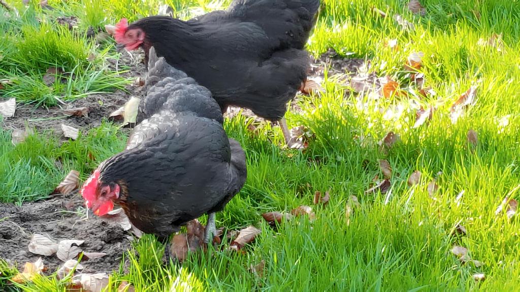 a group of black chickens standing in the grass at Maison d&#39;une chambre avec jardin amenage et wifi a Saint Leonard a 1 km de la plage in Saint-Léonard