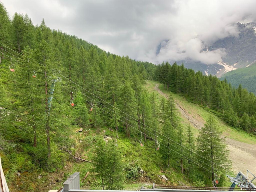 un bosque de árboles en una colina con una carretera en Cervinia Ski In Ski Out - Family Studio, en Breuil-Cervinia