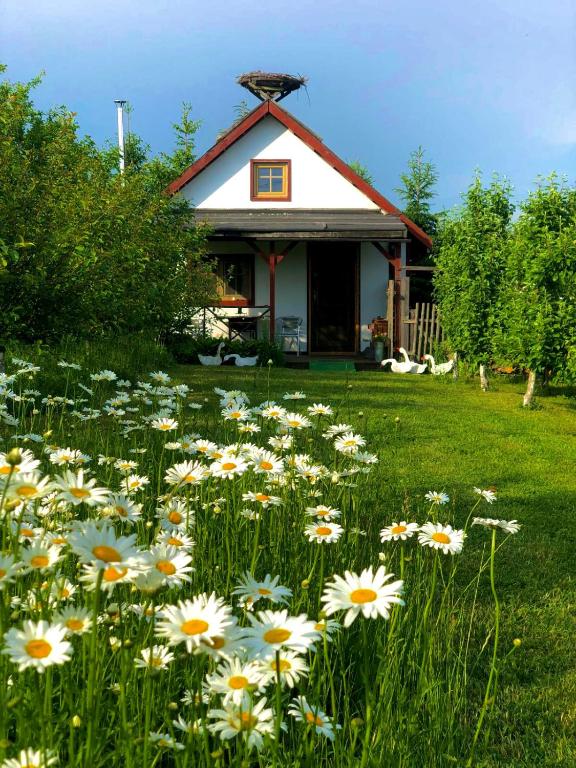 a field of flowers in front of a house at Domek przy Azylu Bocianim in Hutna Wieś
