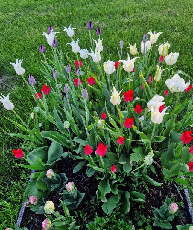 Zahrada ubytování Kolmårdstorpet Blomsätter