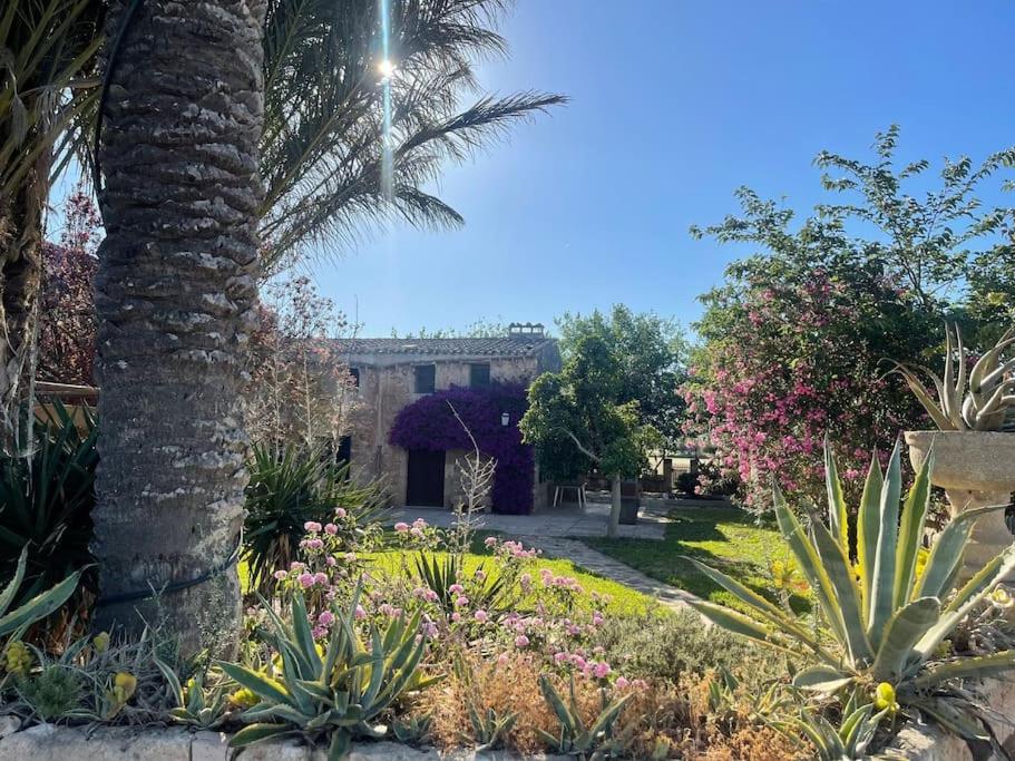 a palm tree in the middle of a garden at Bonita casa de campo típica Mallorquina in Sant Jordi