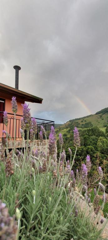 un champ de fleurs violettes devant une maison dans l'établissement Chalé Canto Mundo, à Brazópolis