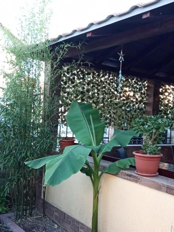 Zahrada ubytování Kallithea