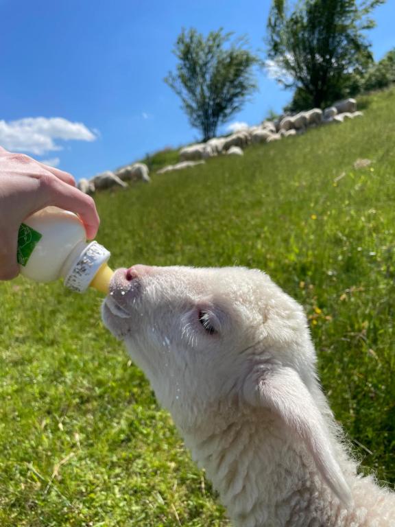 Mirna的住宿－Zerko Holiday Home - Vineyard Chalet With Sauna and Jacuzzi FREE，把羊从瓶子里喂养的人