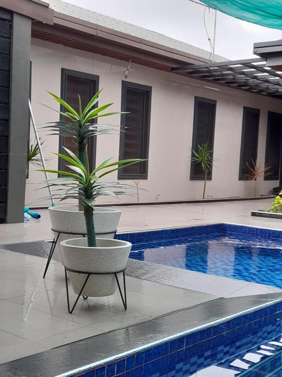 a plant in a pot next to a swimming pool at BIDESI VILLA Apartments in Suva