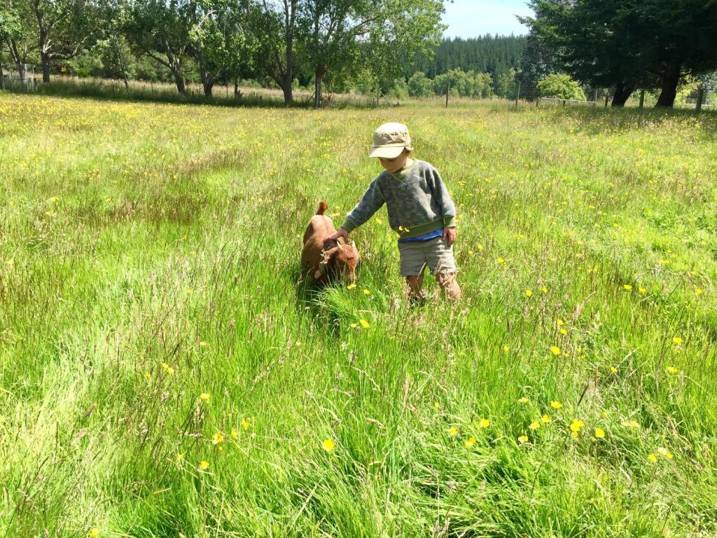 Hosté ubytování Height of Dunedin Serviced Farm Stay