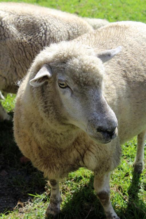 Highlander Farmstay - Cabins - Resim 31