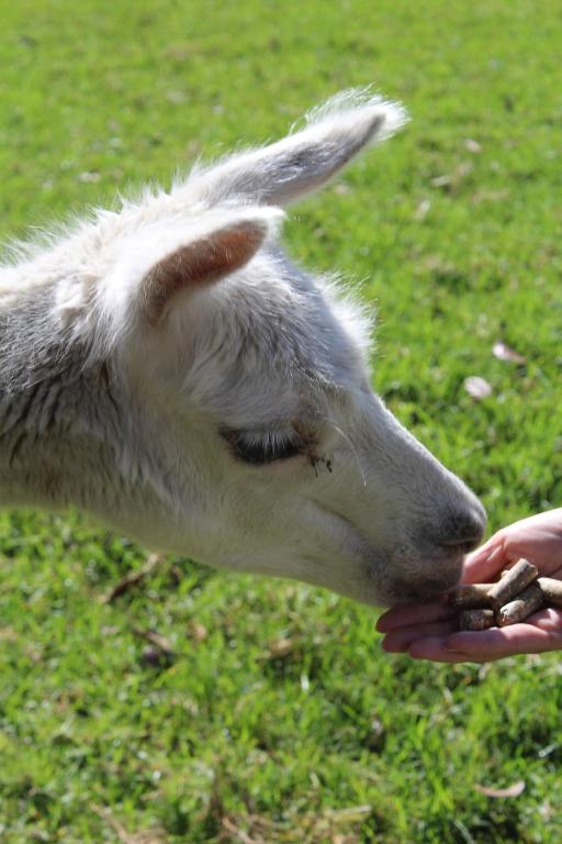 Highlander Farmstay - Cabins - Resim 11