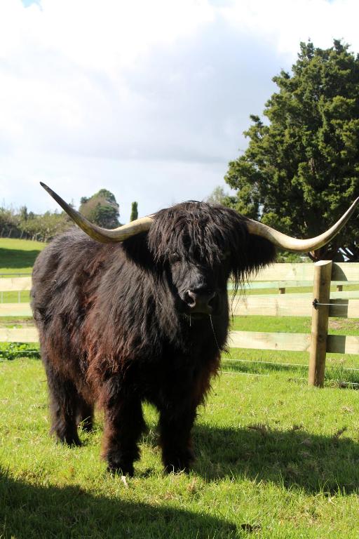 Highlander Farmstay - Cabins - Resim 10
