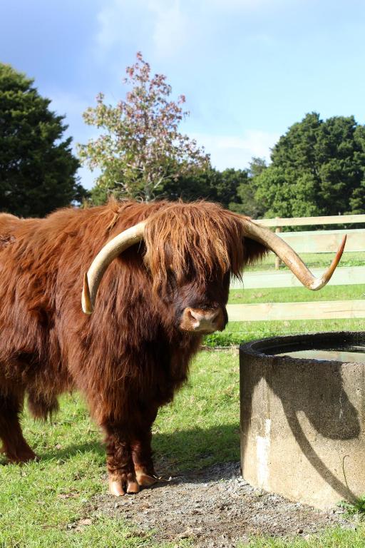 Highlander Farmstay - Cabins - Resim 33