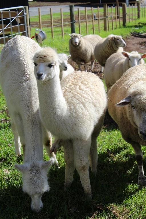 Highlander Farmstay - Cabins - Resim 34