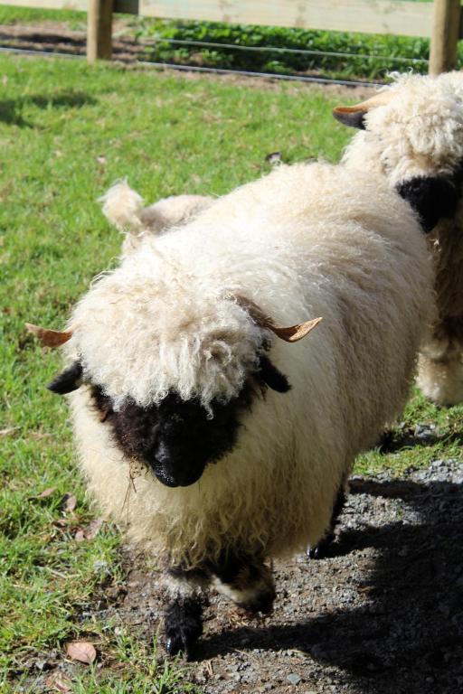 Highlander Farmstay - Cabins - Resim 36