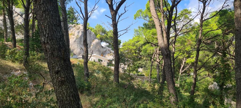 Príroda v okolí dovolenkového domu