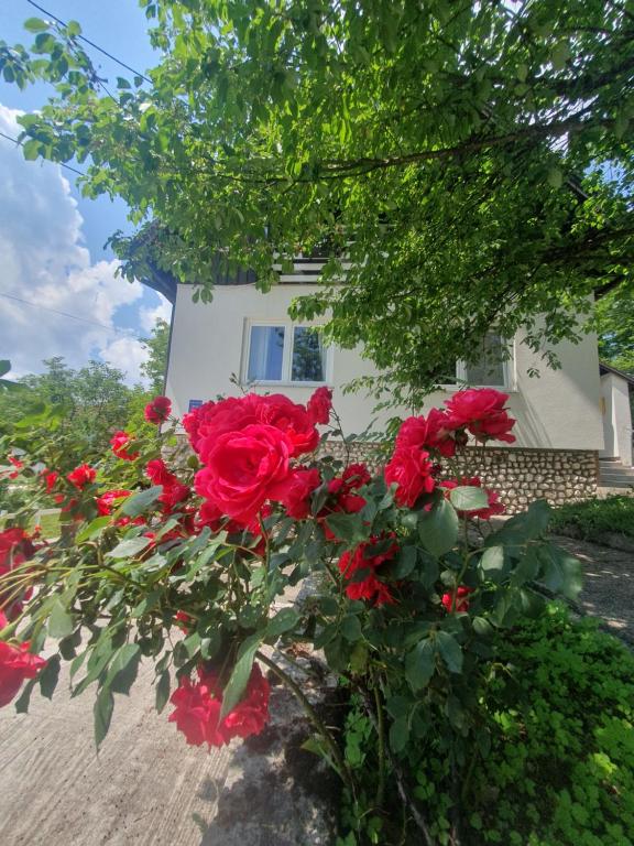 Guesthouse Nikola - 18