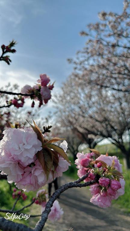 Fotografie z fotogalerie ubytování 桜の旅 v destinaci Warabi