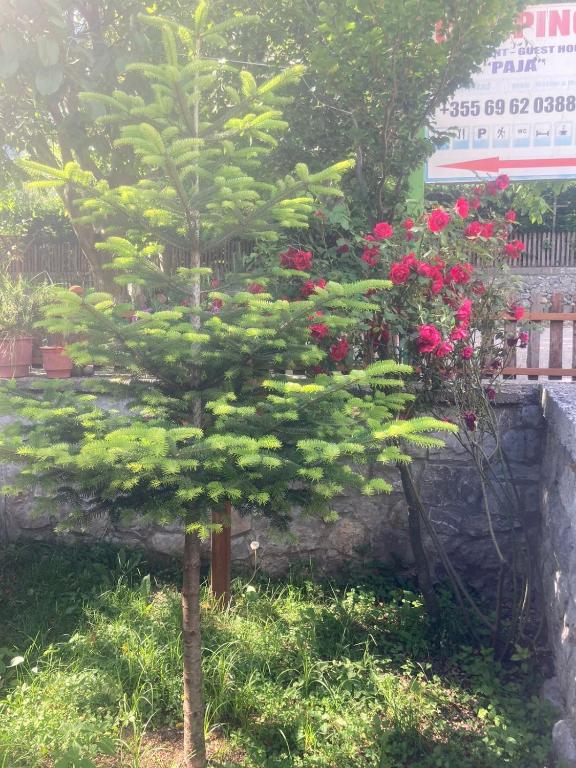 Zahrada ubytování Paja Guesthouse - Camping