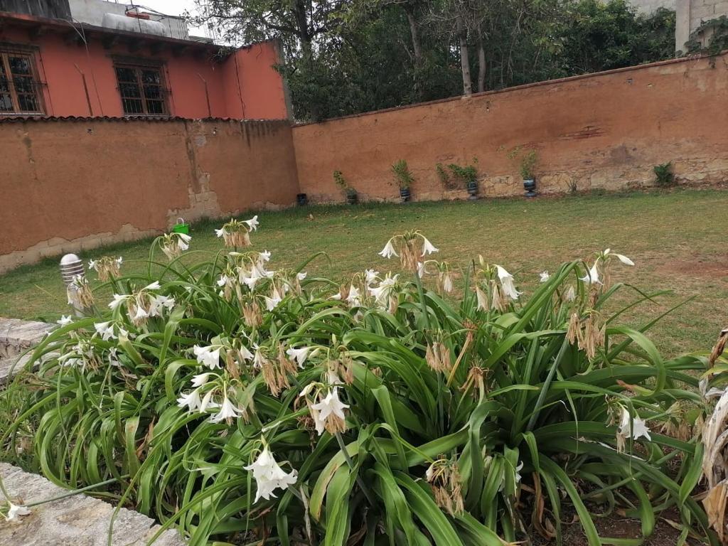 Zahrada ubytování Hotel Tierra Maya
