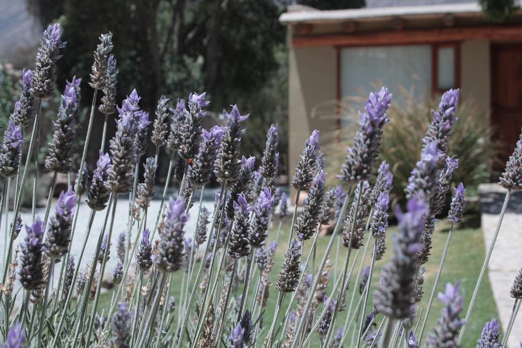 Ein Haufen lila Lavendelpflanzen in einem Hof in der Unterkunft Al Sereno Hotel y Spa in Tilcara