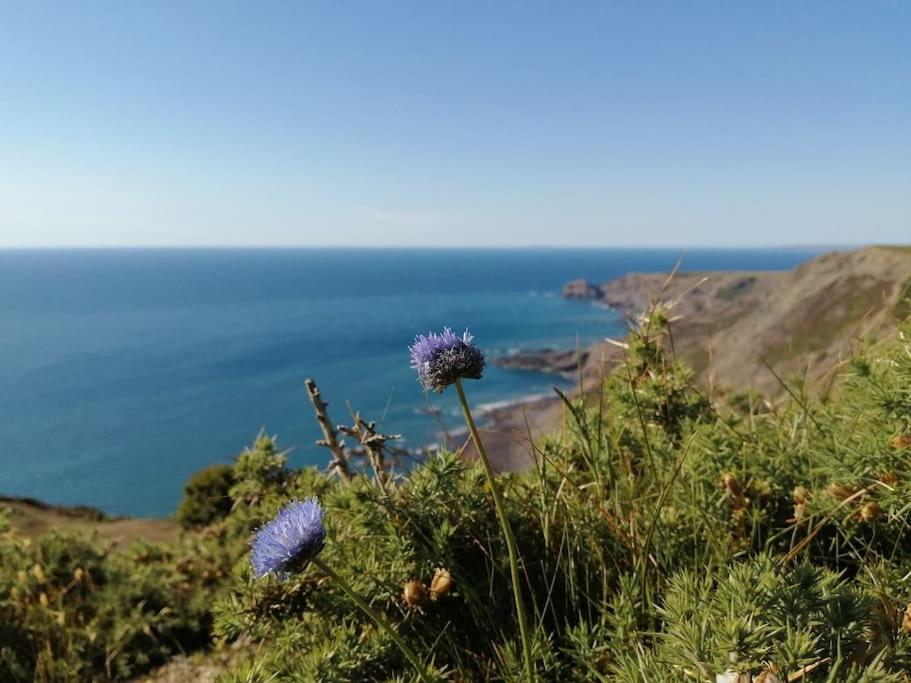 a flower on a hill with the ocean in the background at Kiberick Cottage at Crackington Haven, near Bude and Boscastle, Cornwall in Bude
