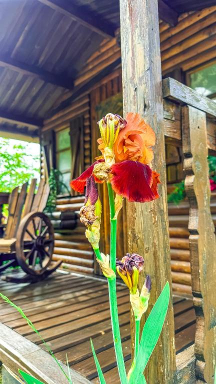 Fotografie z fotogalerie ubytování Chalet en verre sous une pluie étoilée v destinaci Lantosque
