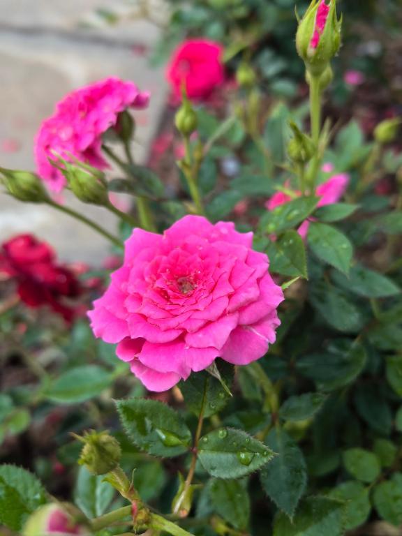 ???????????? - Resim 7