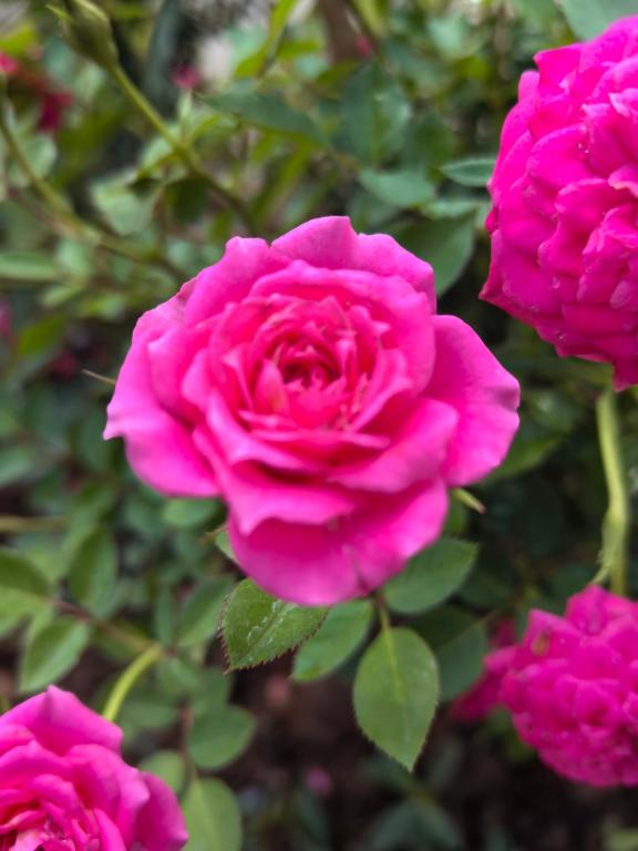 ???????????? - Resim 6