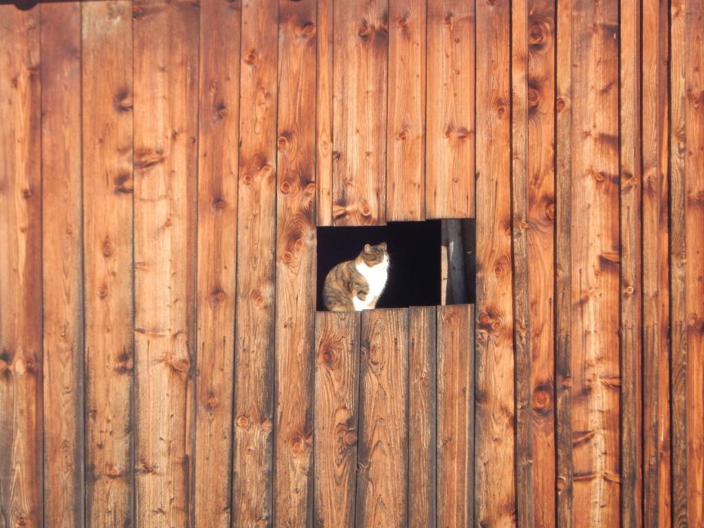 Domácí mazlíčci ubytovaní s hosty v ubytování Ferienwohnungen Moosbrugger