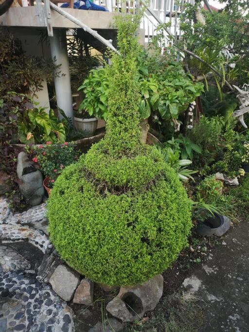Zahrada ubytování Vieux habitants Appartement avec vue sur jardin