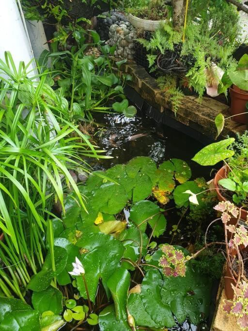 Zahrada ubytování Vieux habitants Appartement avec vue sur jardin