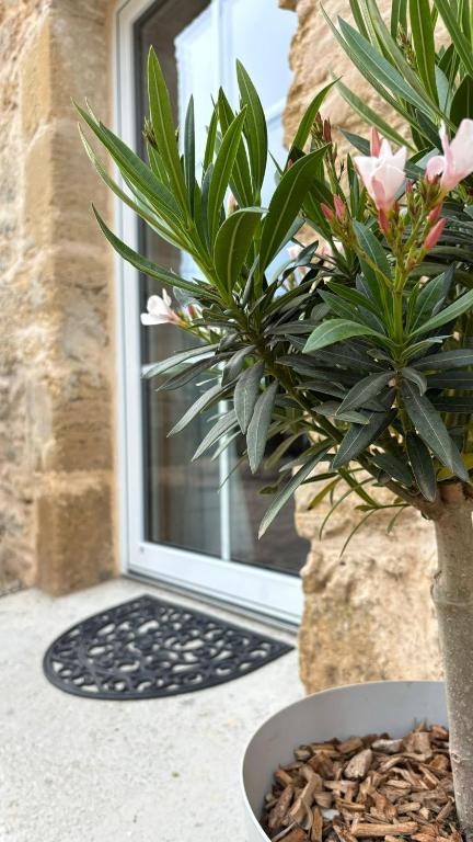 une plante en pot assise devant une fenêtre dans l'établissement L'atelier Détente et Spa, à Caudrot