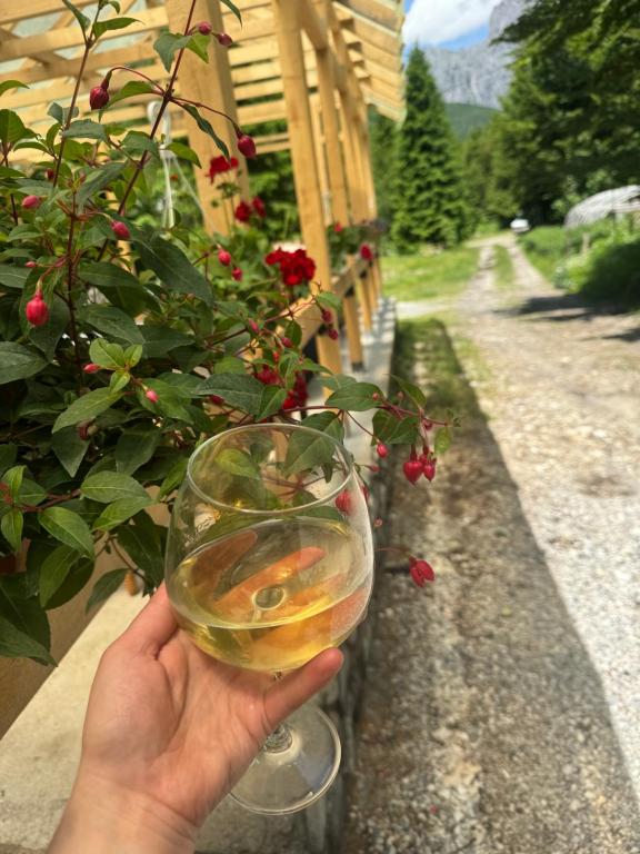 a person holding up a glass of wine at Guest house Hyrmet Demushi in Valbonë