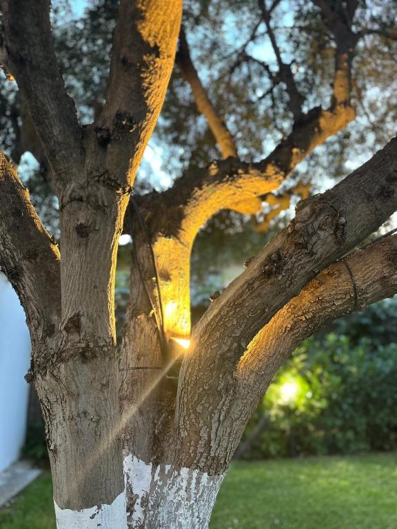 Zahrada ubytování Olive TreeHouse